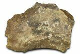 Fossil Dinosaur Pelvic Bone Section - Wyoming #370979-1